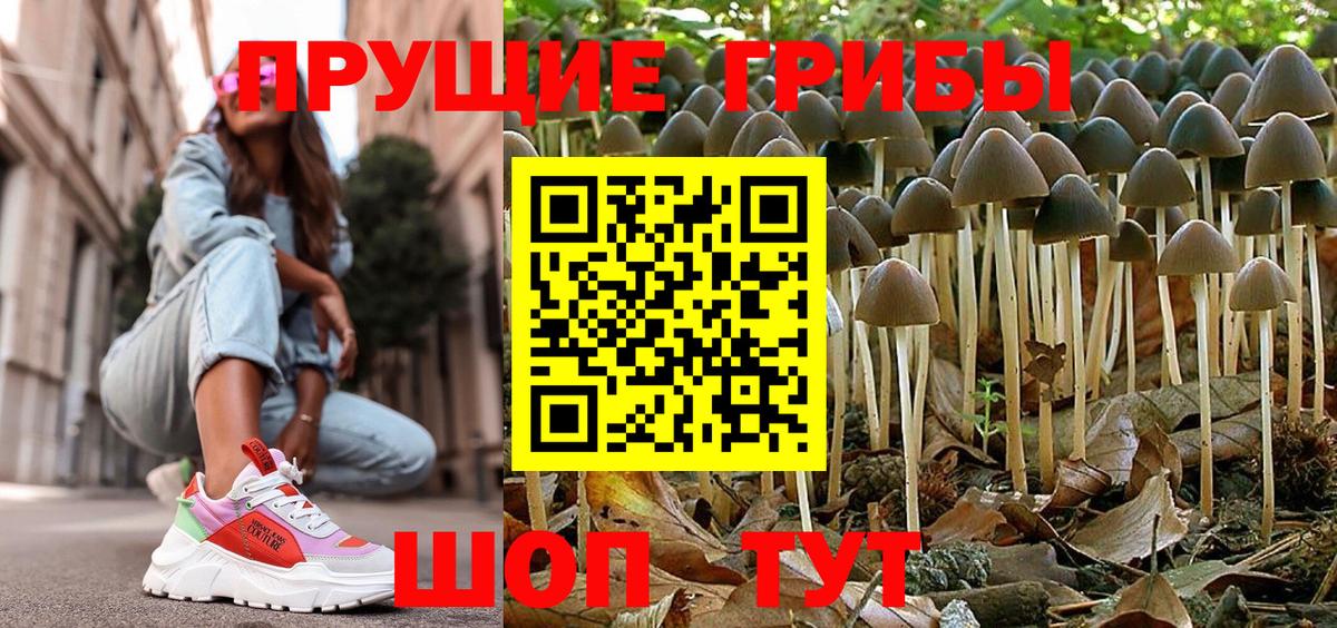 купить   Луховицы  Галлюциногенные грибы GOLDEN TEACHER  Галлюциногенные грибы GOLDEN TEACHER 